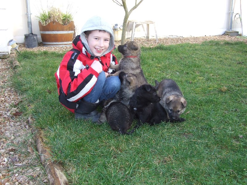 Chiot Berger Allemand du domaine de Kilorff